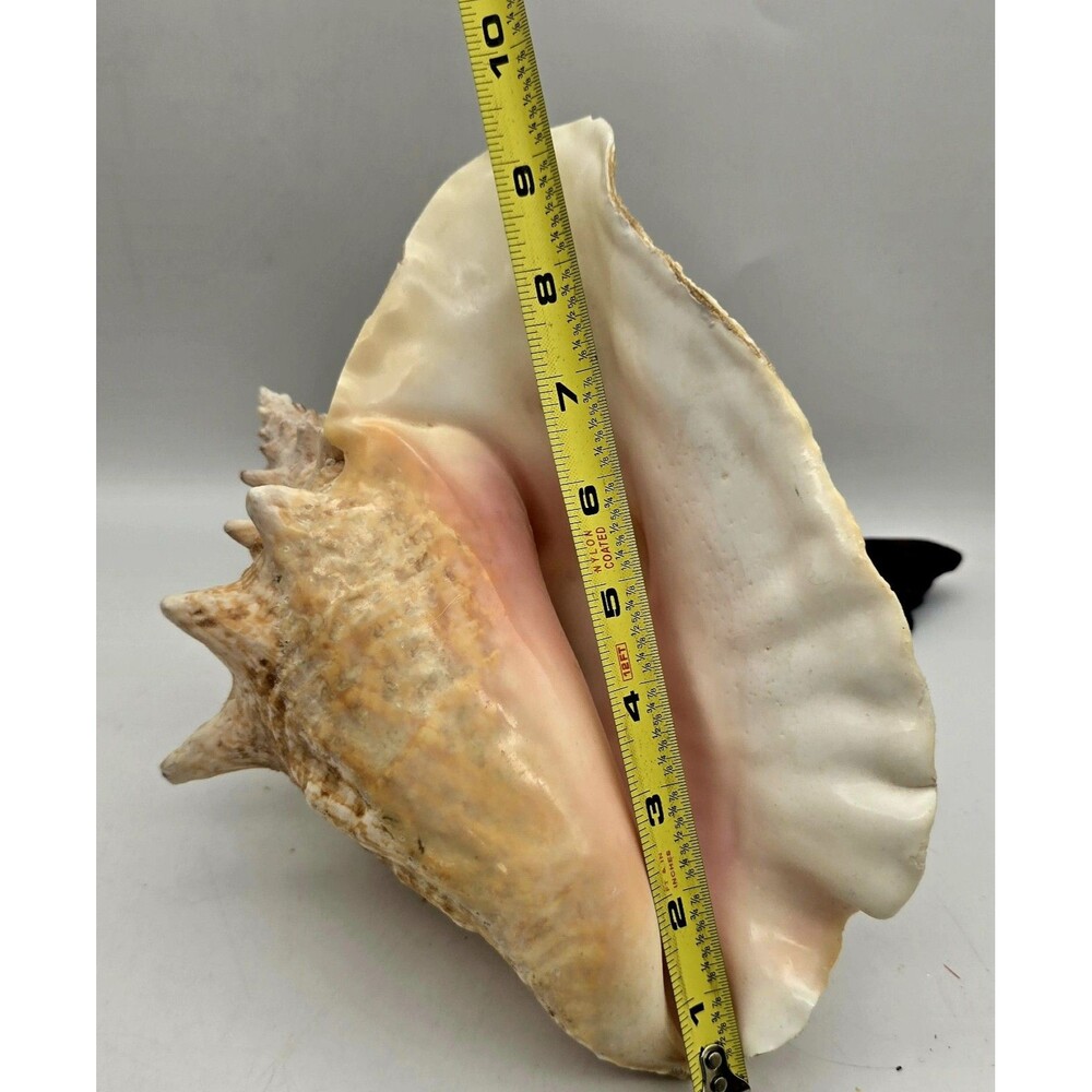 VINTAGE Large Conch Sea Shell Seashell Beach Horn - Picture 5 of 9